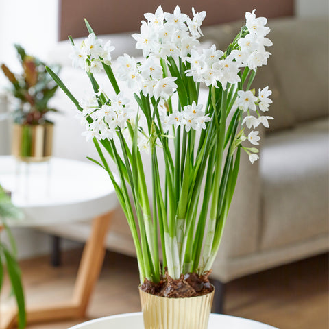 Narcissus - Paperwhite - Ziva - Kit - with Iron Brass Ribbed Finish Bulb Pan Planter
