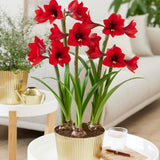 Amaryllis - Rapido - Kit - with Iron Brass Ribbed Finish Bulb Pan Planter