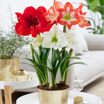 Amaryllis - Trio - Kit - with Iron Brass Ribbed Finish Bulb Pan Planter