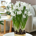Narcissus - Paperwhite - Ziva - Kit - with Iron Brass Ribbed Finish Magnum Bulb Planter