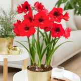 Amaryllis - Red Lion - Kit - with Iron Brass Ribbed Finish Bulb Pan Planter