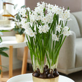 Narcissus - Paperwhite - Ziva - Kit - with Iron Brass Ribbed Finish Bulb Planter