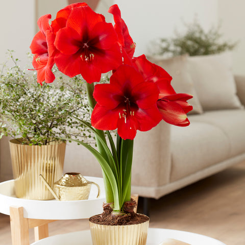 Amaryllis - Red Lion - Kit - with Iron Brass Ribbed Finish Bulb Planter