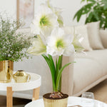 Amaryllis - White - Kit - with Iron Brass Ribbed Finish Bulb Planter