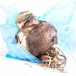 Amaryllis - White - Kit - with Iron Brass Ribbed Finish Bulb Planter