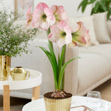 Amaryllis - Pink - Kit - with Iron Brass Ribbed Finish Bulb Planter