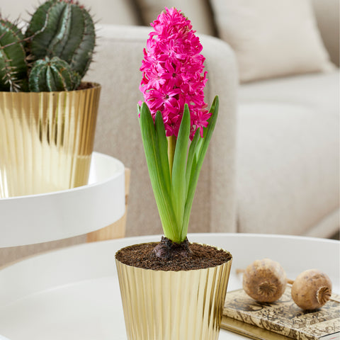 Hyacinth - Pre-Chilled - Jan Bos - Kit - with Iron Brass Ribbed Finish Bulb Planter