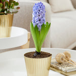 Hyacinth - Pre-Chilled - Delft Blue - Kit - with Iron Brass Ribbed Finish Bulb Planter