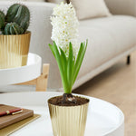 Hyacinth - Pre-Chilled - Carnegie - Kit - with Iron Brass Ribbed Finish Bulb Planter