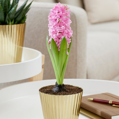 Hyacinth - Pre-Chilled - Pink Pearl - Kit - with Iron Brass Ribbed Finish Bulb Planter