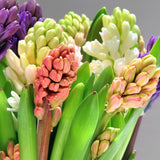 Hyacinth - Sweet Invitation