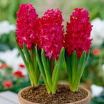 Hyacinth - Jan Bos - Prepared - for Indoor Forcing