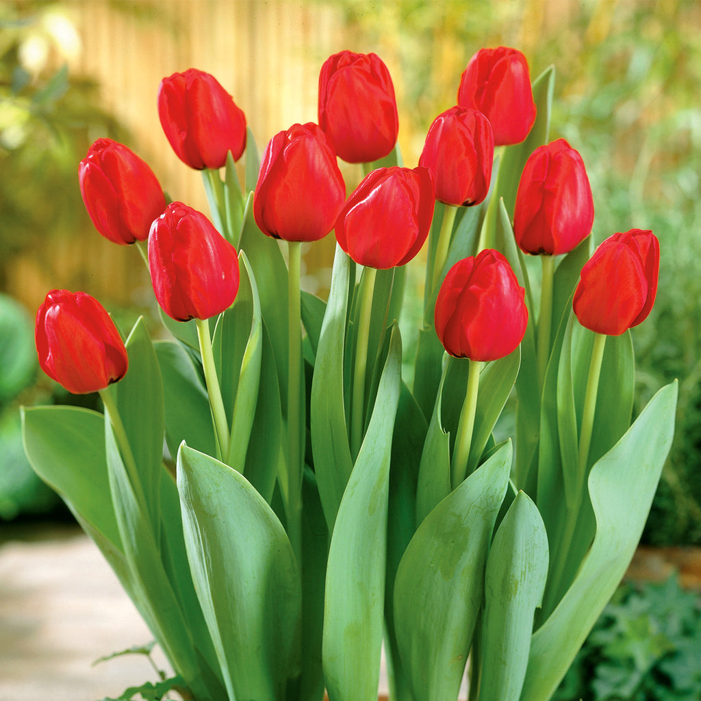 Red Crocus Spring Bulbs