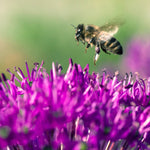 Allium - Purple Sensation