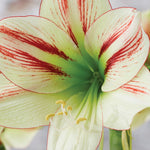 Amaryllis - Ambiance - Kit - with 6.5" Round Table Top Rattan Basket