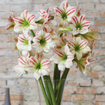 Amaryllis - Ambiance - Kit - with 6.5" Round Table Top Rattan Basket