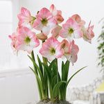 Amaryllis - Apple Blossom - Kit - with Ceramic French Vanilla Planter