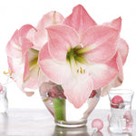 Amaryllis - Apple Blossom - Kit - with Ceramic French Vanilla Planter