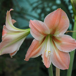Amaryllis - Exotic Collection