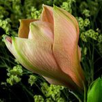Amaryllis - Apricot Parfait