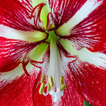 Amaryllis - Barbados