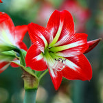 Amaryllis - Barbados