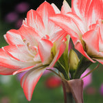 Amaryllis - Blossom Peacock