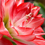 Amaryllis - Blossom Peacock