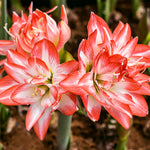 Amaryllis - Blossom Peacock