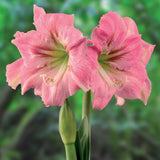 Amaryllis - Candy Floss