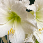 Amaryllis - Exotic Collection