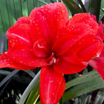 Amaryllis - Double Dragon