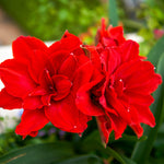 Amaryllis - Double Dragon