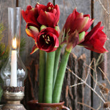 Amaryllis - Royal Velvet