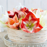 Amaryllis - Minerva - Kit - with Artisan Decorative Planter