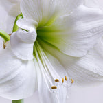 Amaryllis - Mont Blanc - Boxed Gift Kit