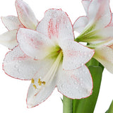 Amaryllis - Picotee