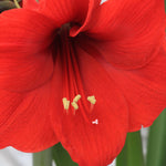 Amaryllis - Red Lion - Boxed Gift Kit