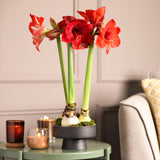 Amaryllis - Economy Mix