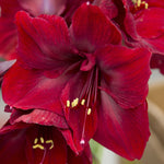 Amaryllis - Economy Mix