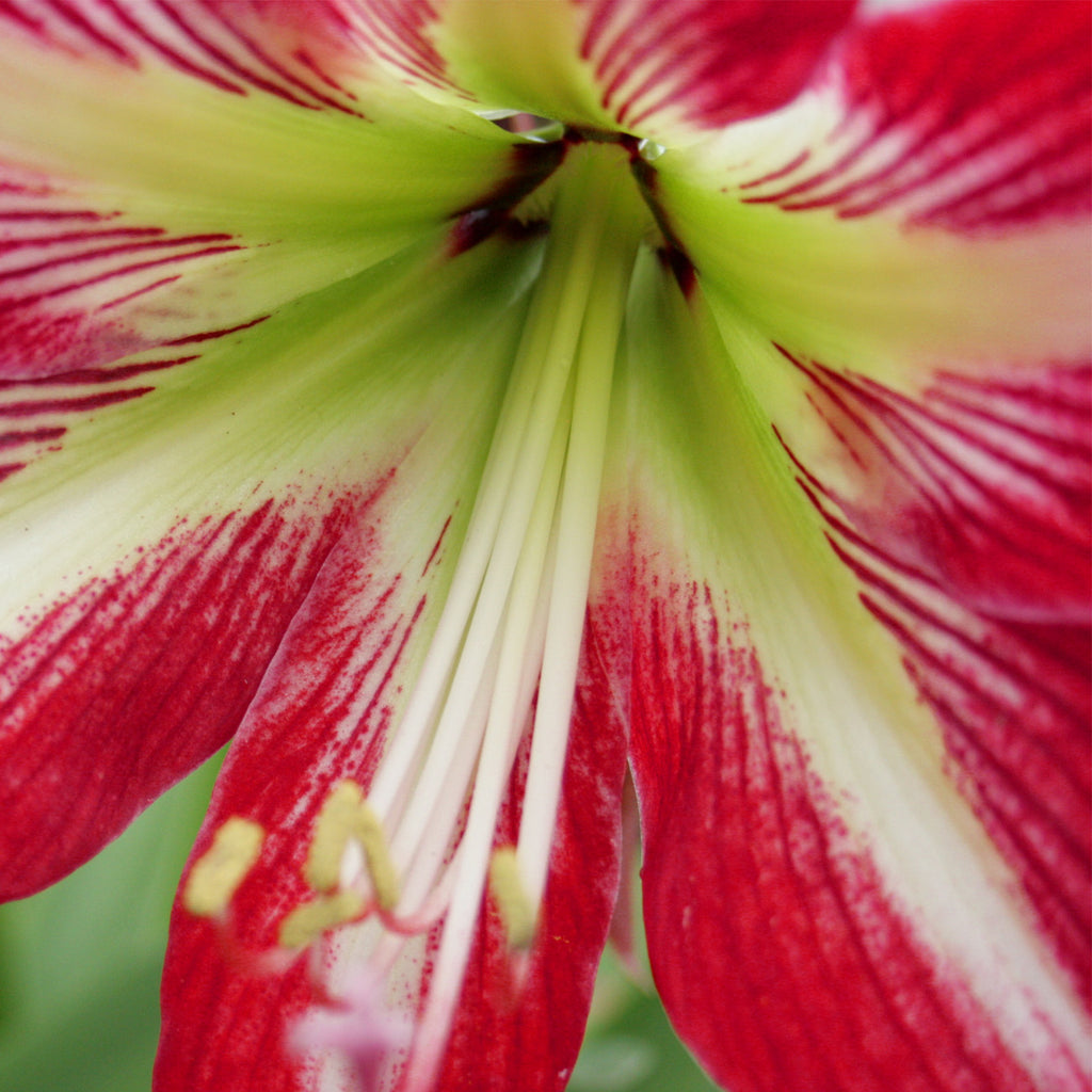 Amaryllis Exotic Collection Plantcetera