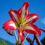 Amaryllis - Santiago - Fragrant Variety