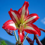 Amaryllis - Exotic Collection