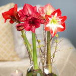 Amaryllis - Mix - for Indoor Potting