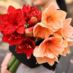 Amaryllis - Happy Nymph® - Kit - with 6.5" Round Table Top Rattan Basket