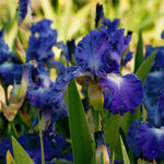 Bearded Iris - City Lights