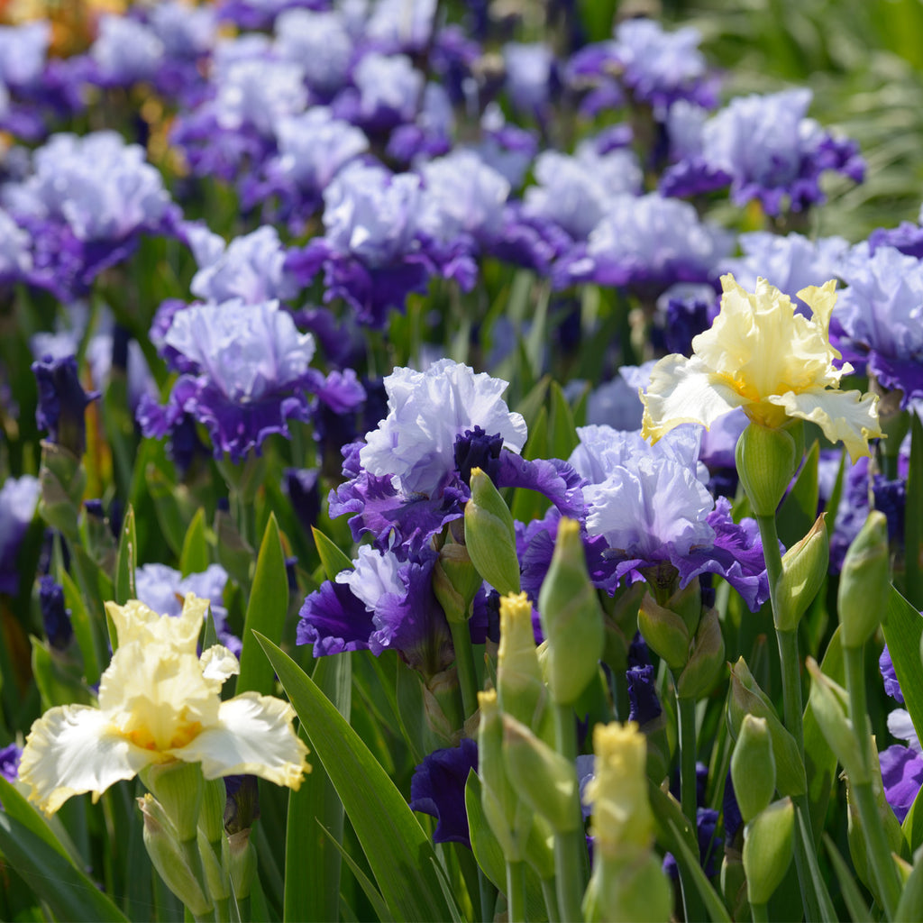 Bearded Iris - Best Bet – Plantcetera