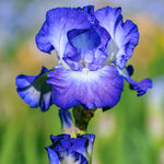 Bearded Iris - City Lights