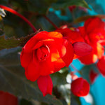 Begonia - Specialty - Bronze Leaf Red