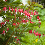 Bleeding Heart - Burning Hearts PPAF
